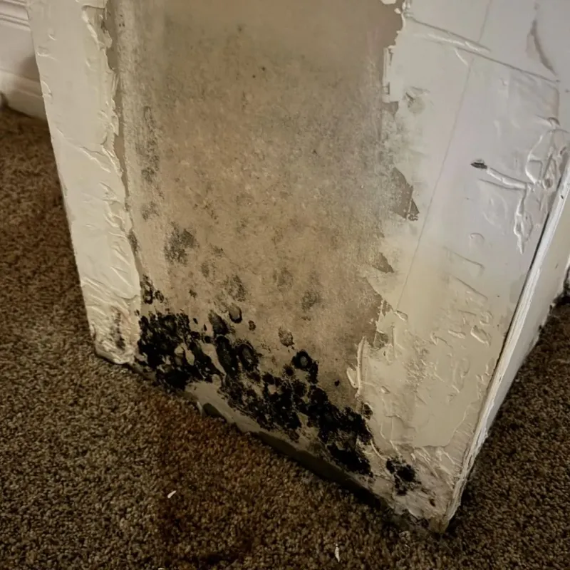 Professional Mold Removal in Chelsea, OK